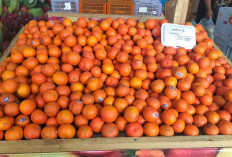 Harga Jeruk Santang Rp30 Ribu per Kg, dari Petani Lubuk Linggau, Musi Rawas dan Muratara