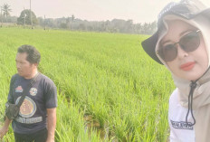 Petani Diharapkan Rutin Lakukan Monitoring Hama dan Penyakit