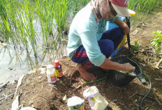 PPL Ingatkan Petani Musi Rawas Agar Jangan Oplos Pestisida, ini Resikonya