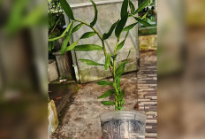 Dendrobium Fimbriatum, Anggrek Kuning yang Eksotis Tersedia di Musi Rawas