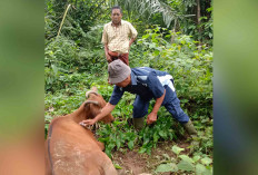 Petani Jagung di Muratara Terpaksa Percepat Panen Hasilnya Turun 2 Ton