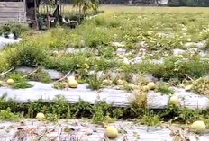 Gara-gara Hama Jenis ini, Petani Melon di Musi Rawas Gagal Panen