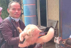 Peringati Hari Rabies Sedunia, DTPHP Musi Rawas Siapkan 2.700 Dosis Vaksin Rabies