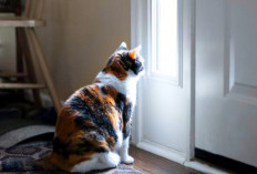 4 Alasan Kenapa Kucing Sering Menjaga Pintu Kamar Tidur, Nomor 3 Sangat Menyentuh Hati