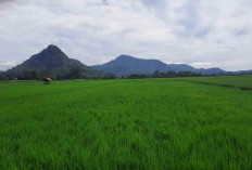 Pertanian dan Perkebunan Masih Jadi Penopang Ekonomi Musi Rawas