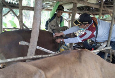 Realisasi Vaksin PMK 90,404 Persen Dari Target 2.750 Dosis  