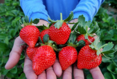 Inilah 9 Manfaat Buah Strawberry Untuk Kesehatan Tubuh,Yuk Simak Disini