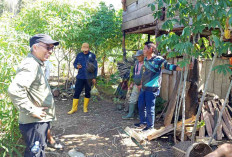 TNKS Ungkap Penyebab Ternak Masyarakat Kuto Tanjung Muratara Dimangsa Harimau 