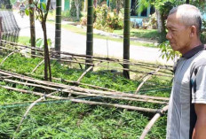 Warga Sukakarya Musi Rawas Coba Peruntungan dengan Buka Usaha Pembibitan Petai