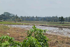 Kehadiran Burung Bangau Putih Untungkan Petani di Musi Rawas