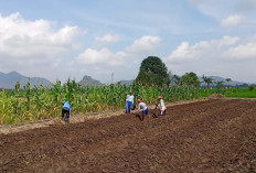 Demi Panen Yang Melimpah, Petani di Desa Wukirsari Matangkan Persiapan Lahan