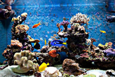 Inilah 5 Daftar Ikan Hias Air Laut Termahal yang ada Didunia 