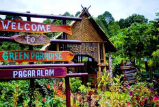 Argowisata Picu Perintis Green Paradise Populer di Pagar Alam, Mula dari Selada Air