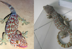 Segini Harga Tokek Ukuran 30–45 cm di Pasaran, Bisa Tembus Jutaan Rupiah