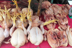 Harga Ayam Potong Stabil, Warga Mulai Siap Stok Lebaran Idul Adha