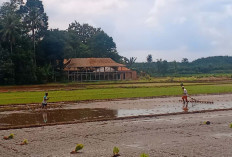 Pertahankan Tradisi Nenek Moyang, Petani di Desa Air Satan Musi Rawas Masih Gunakan Cara Tradisional 