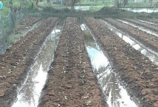 Roni Merianto Kembali Menanam Tanaman Kembang Kol Sebanyak 3.000 Batang