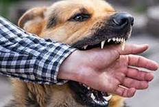 Tekan Angka Penularan Rabies