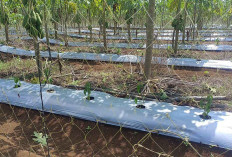 Petani Muara Beliti Terapkan Tumpangsari, Tanam Pepaya Calina dan Cabai Setan