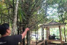 Bambu Aur Berduri Flora Langka yang Hanya Tumbuh di Bukit Cogong Musi Rawas