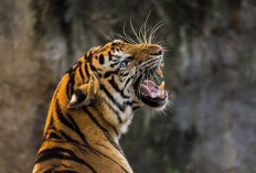 Teror Hewan Buas Serang 8 Kerbau Warga Muratara Mati dengan Kondisi Tercabik