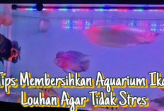 10 Tips Membersihkan Aquarium Ikan Louhan Tanpa Menimbulkan Stres