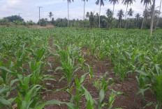 Penyakit Bulai Ancam Tanaman Jagung Milik Petani di Musi Rawas