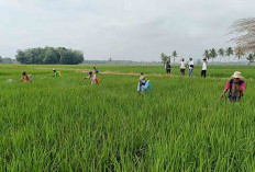POPT Muara Beliti Temukan Hama Penggerek Batang di Desa Air Satan 