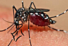 Ternyata Ini Alasan Kenapa Nyamuk Sering Menggigit Kita