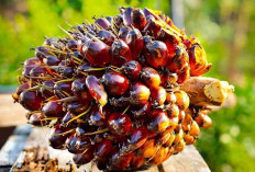 Harga TBS Kelapa Sawit Periode I Desember Turun Dibandingkan Periode II November 2025  