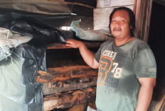 Warga Tugumulyo Raup Cuan dari Bonggol Jagung, Hasilkan 8 Kg Jamur Per Hari