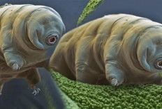 10 Fakta Menarik Tardigrade Hewan Hampir Abadi di Bumi