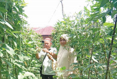 Tingkatkan Produktivitas Tanaman, PPL di Musi Rawas Rutin Lakukan Pendampingan 