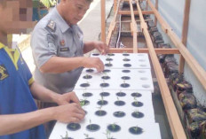 Program Ketahanan Pangan di Lapas Narkotika Kelas IIA Muara Beliti dengan Budidaya Tanaman Hidroponik