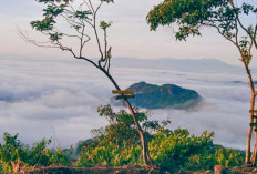 Pesona Bukit Gatan : Ekowisata Memukau di Kabupaten Musi Rawas