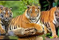 Harimau Jawa Dianggap Punah Dikarenakan 4 Penyebab Ini,Yuk Cari Tahu!