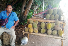 Durian Dijual Majid Tidak Pernah Rugi, Buah Durian Tak Laku Jual Tempoyaknya Seharga Rp60 Ribu Per Kg