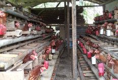 Pemilik Usaha Ayam Petelur di Musi Rawas KeluhkanTingginya Harga Pakan 