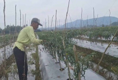 Musim Hujan Tekan Produksi Cabai, Petani Musi Rawas Merugi