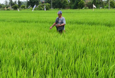 Hasil Produksi Padi Menurun, Ini yang Dilakukan DTPHP Musi Rawas