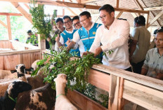 Kembangkan Bahan Co-Firing Biomassa, PLN Bersama Kementan Luncurkan Model Pertanian Terpadu