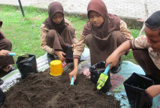 Antusias Siswa SDN 58 Lubuk Linggau Menanam Bibit Sayur di Tempat Pembibitan