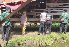 Temukan Scabies dan Orf di Hewan Kurban Lubuk Linggau, Petugas Medis Veteriner Sampaikan Hal ini 