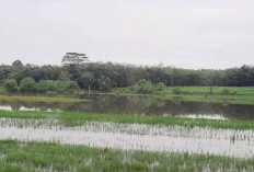 Sawah Terendam Banjir Petani Mulai Cemaskan Tanaman Padi 
