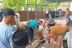 Idul Adha 1447 H, Masjid At Taqwa Batu Urip Lubuk Linggau Sembelih 5 Sapi dan 5 Kambing