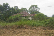 Puluhan Rumah di Komplek Perumahan PNS Kecamatan Muara Beliti Menjadi Semak Belukar