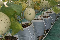 Wajib Dicoba, ini Keunggulan Budidaya Melon dengan Metode Greenhouse