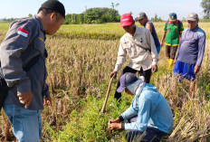 Puluhan Petani Bersama POPT Lakukan Gerdal Hama Tikus