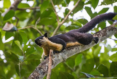 Mengenal Jelarang, Satwa Langka yang Hidup di Hutan Tropis