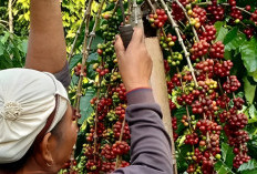 Harga Kopi di Pagar Alam Tembus Rp74.000 per Kg, Petani Semakin Semangat Merawat Kebun